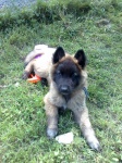 Brandon