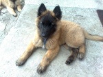 Brandon