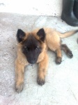 Brandon
