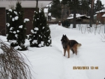 Shadow 4